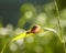 Small snail crawling on blade