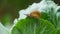 Small snail crawling on cabbage leaf in raining.