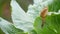 Small snail crawling on cabbage leaf in raining.