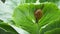 Small snail crawling on cabbage leaf in raining.