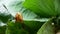 Small snail crawling on cabbage leaf in raining.