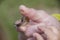 Small snail crawling on a man`s index finger and a baby`s hand reaching for it.