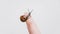 A small snail crawls along the tip of your finger