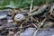 A small snail that crawls through dry stalks that lie on a stone.