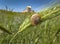A small snail creeps on the spica on a natural background of green grass and blue sky on the horizon.