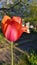 Small snail on curved petal of beautiful red tulip in spring. Orange red tulip petals closeup. Blooming season. Snail on tulip