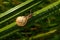 Small snail on dewy green grass