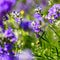 Small snail Gastropoda on lavender Lavandula angustifolia