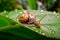 Small snail green. Generate Ai
