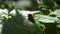 A small snail on a green leaf