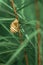 Small snail on long brown sprig