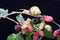 A small snail is looking for food on a branch of a fruiting mulberry tree.