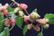 A small snail is looking for food on a branch of a fruiting mulberry tree.