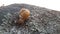 A small snail making its way down the rock