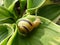 Small snail resting on leave