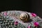 Small snail shell lying on the spikes of cactus