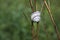 Small snail sleeping on a plant on a green meadow background