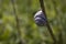 Small snail sleeping on a plant on a green meadow background