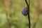 Small snail sleeping on a plant on a green meadow background