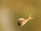 A small snail on a spider web in a meadow on a summer morning