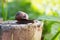 Small snail on stump crawling slow on summer day