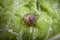 Small Snail on Wet Lettuce Leave