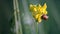 Small snail on the yellow Meadow Vetchling blossom  with water drops in the blurry background