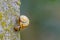 small snail with a yellow snail shell crawls on a concrete pile