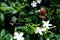 small snails who like to eat fresh white flowers, struggling to climb from the bottom to be able to enjoy the fresh buds of