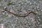 A small snake crawls the road out of gravel