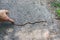 Small snake crossing asphalt road