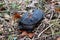 A small, snapping turtle on brown detritus on the ground in the fall