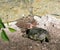 A small snapping turtle crawling over the land, still covered in mud from the pond.