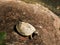 A small snapping turtle crawling over the land, still covered in mud from the pond.