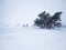 Small snow covered woodland cops during winter