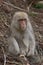 Small Snow Monkey Sitting in Dried Branches