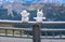The small snowmen on the iron fence of Sass Pordoi Terrazza Delle Dolomiti