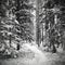 Small snowy path into a Swedish forest at Bispgarden