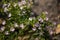 Small Soft Pink False heather Flower