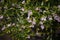 Small Soft Pink False heather Flower