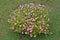 Small soft pink purslane flower bush in the lawn