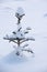 Small solitary spruce tree Picea abies in snow