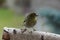 Small song bird