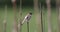 Small song bird common chiffchaff, Europe wildlife
