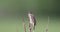 Small song bird common chiffchaff, Europe wildlife