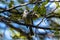 Small Song Bird, likely Western Wood-Pewee