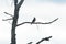 Small song bird perches on a dead tree limb in the island marsh