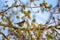 Small song bird Willow Warbler, Europe wildlife