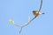 Small song bird Willow Warbler, Europe wildlife