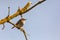 Small song bird Willow Warbler, Europe wildlife